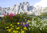 Alpenblühen im Bergsommer (R. Lamm)