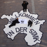 Braunbären halten symbolisch in der Steiermark Einzug