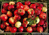 Schmackhafter Apfel-Genuss